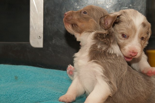honeylittermates21daysold13.jpg