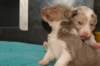 honeylittermates21daysold13_small.jpg