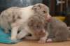 honeylittermates21daysold14_small.jpg