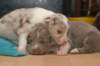 honeylittermates21daysold15_small.jpg