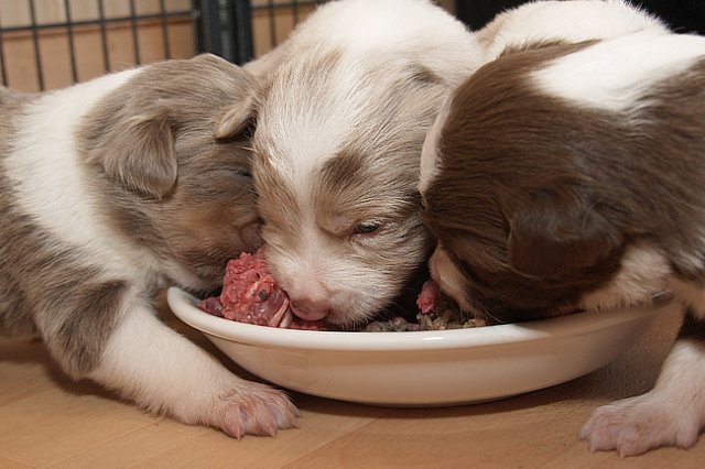 honeylittermates21daysold3.jpg