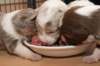 honeylittermates21daysold3_small.jpg
