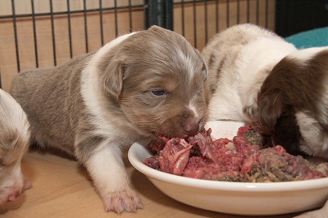 honeylittermates21daysold4.jpg