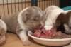 honeylittermates21daysold4_small.jpg
