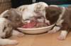 honeylittermates21daysold5_small.jpg