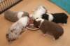 honeylittermates21daysold6_small.jpg