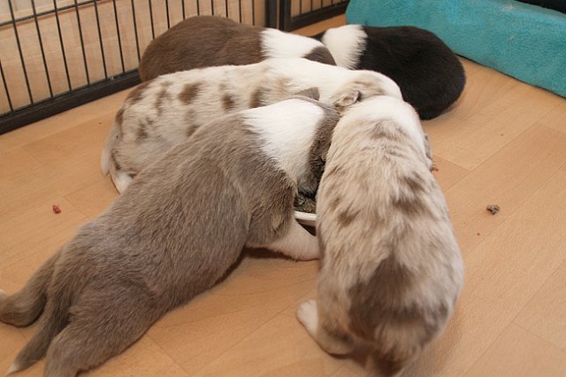 honeylittermates21daysold7.jpg