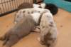 honeylittermates21daysold7_small.jpg