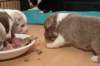 honeylittermates21daysold8_small.jpg