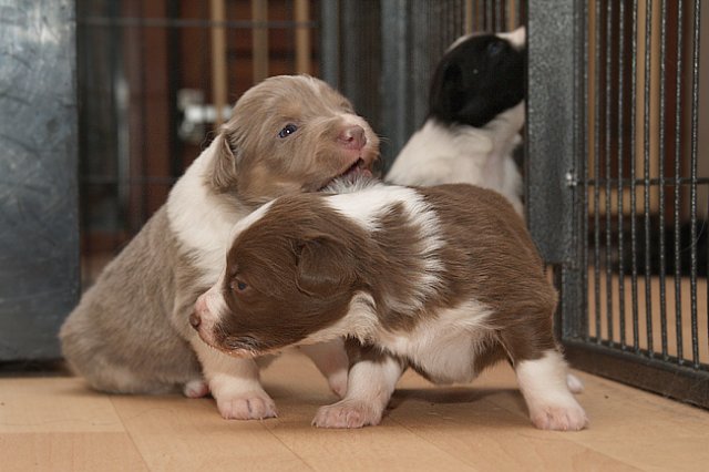honeylittermates21daysold9.jpg