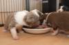 honeylittermates21daysold_small.jpg