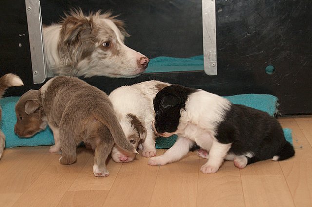 honeylittermates21daysoldwithlizz.jpg
