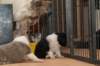 honeylittermates21daysoldwithlizz2_small.jpg