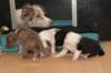honeylittermates21daysoldwithlizz_small.jpg