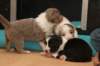 honeylittermates24daysold10_small.jpg