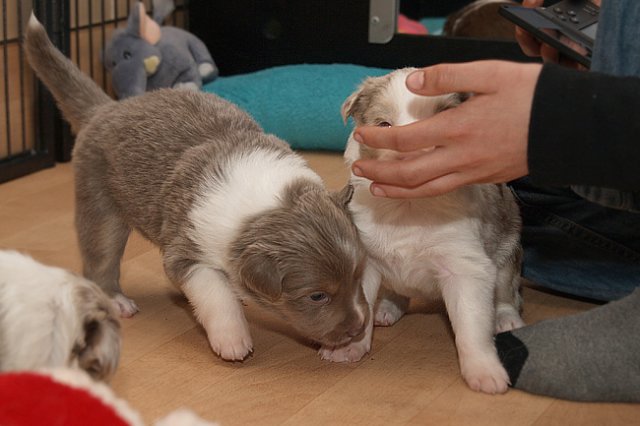 honeylittermates24daysold11.jpg