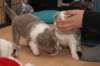 honeylittermates24daysold11_small.jpg