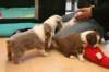 honeylittermates24daysold2_small.jpg
