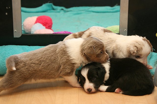 honeylittermates24daysold3.jpg