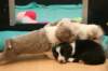 honeylittermates24daysold3_small.jpg