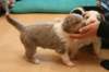 honeylittermates24daysold6_small.jpg