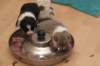 honeylittermates24daysold8_small.jpg