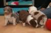 honeylittermates24daysold9_small.jpg