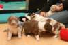 honeylittermates24daysold_small.jpg
