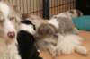 honeylittermates24daysoldwithlizz2_small.jpg