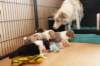 honeylittermates24daysoldwithlizz_small.jpg