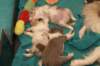 honeylittermates26daysold_small.jpg