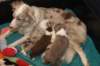 honeylittermates27daysoldwithlizz_small.jpg