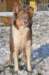 i01honey9monthsold_small.jpg