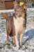i02honey9monthsold_small.jpg