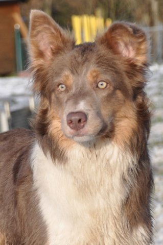 i05honey9monthsold.jpg