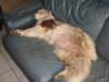 lizz12daysbeforegivingbirth_small.jpg
