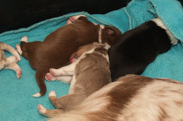 lizzpups11daysold.jpg