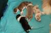 lizzpups11daysold2_small.jpg