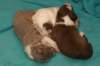 lizzpups11daysold3_small.jpg
