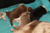 lizzpups11daysold_small.jpg