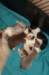 lizzpups12daysold_small.jpg