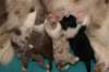lizzpups13daysold2_small.jpg