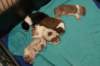 lizzpups13daysold3_small.jpg