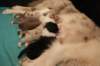lizzpups13daysold_small.jpg