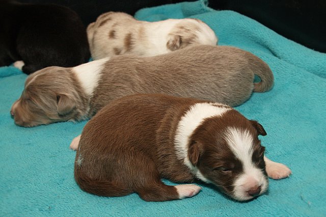 lizzpups14daysold.jpg