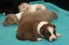lizzpups14daysold_small.jpg