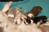 lizzpups15daysold_small.jpg