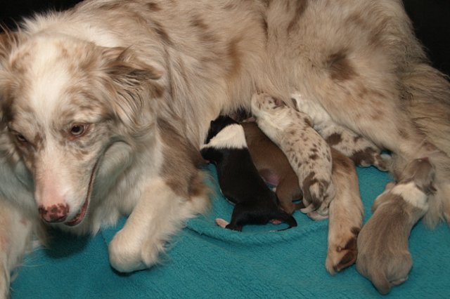 lizzpups2daysold.jpg