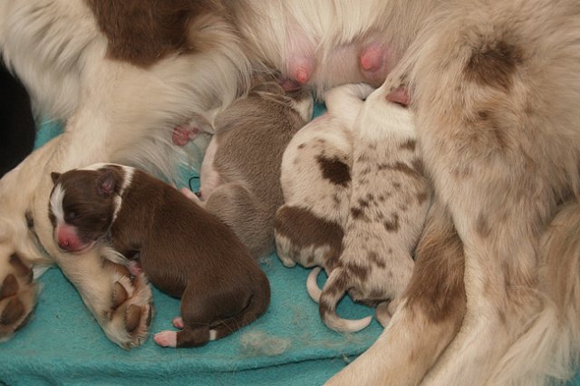 lizzpups3daysold.jpg