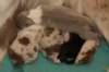 lizzpups3daysold2_small.jpg
